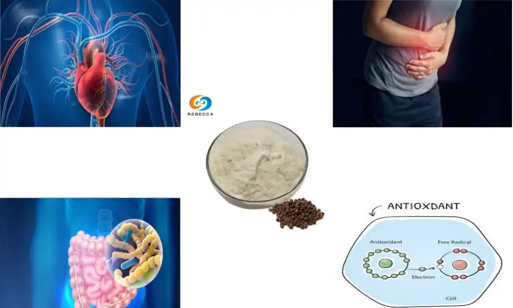 What is the Benefits of Piperine Powder?
